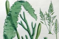 27th January 2023. Landsborough Seaweed Prints
