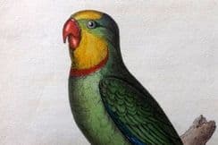 27th July 2024. Swainson Birds & Natural History
