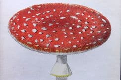 27th June 2022. Cooke Mushroom Prints