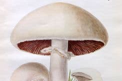 27th June 2022. MAFF Mushroom Prints