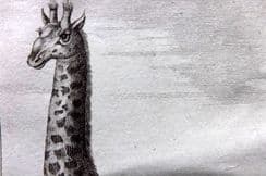 27th March 2023. Buffon & Sonnini Animals (B/W)