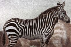 27th March 2023. Buffon & Sonnini Hand Col Animals