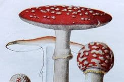 27th March 2026. Maublanc Mushroom Prints
