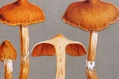 27th May 2022. Cooke Mushroom Prints