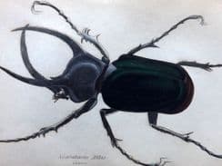 27th May 2022. Jardine Beetle Prints
