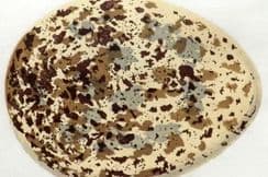 27th November 2023. Adams Bird Egg Prints