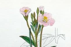 27th November 2023. Sowerby Botanical Prints