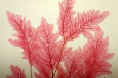 27th November 2024. Bradbury & Johnstone Nature Printed Seaweed