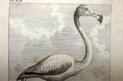 27th November 2024. Buffon Bird Prints