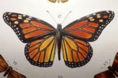 27th November 2024. Gordon Butterfly & Moth Prints