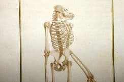 27th November 2024. Latreille Monkey Prints