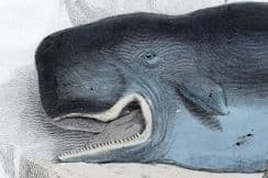 27th October 2024. Richardson Natural History