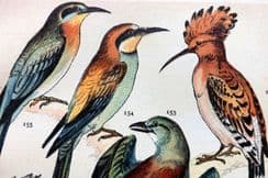 27th September 2022. Gordon Bird Prints