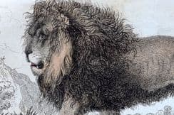 27th September 2022. Lauder, Rhind & Kidd Big Cats