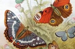 27th September 2023. Goldsmith Birds & Natural History