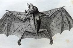 27th September 2023. Shaw General Zoology Mammals