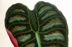 28th April 2022. Lowe Beautiful Leaved Plants