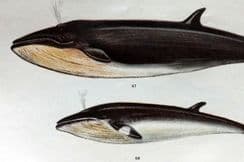 28th December 2024. Gordon Natural History Prints