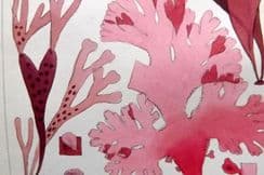 28th February 2023. Landsborough Seaweed Prints