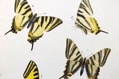 28th February 2023. Lang Butterfly Prints