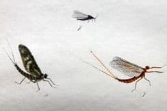 28th February 2023. Reynolds Fly Fishing Prints