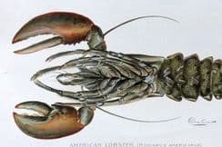 28th November 2025. Denton & Kemp Fish & Natural History