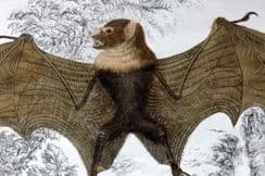 28th November 2025. Goldsmith Natural History