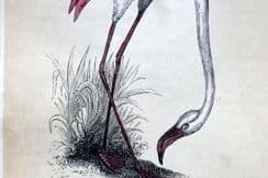 28th November 2025. Morris Bird Prints