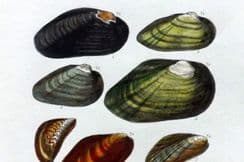 28th November 2025. Sowerby Shell Prints