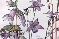 28th September 2022. Isabel Adams Botanical Prints