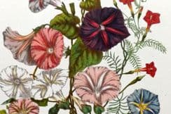 28th September 2023. Elizabeth Twining Botanicals