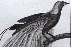 29th April 2022. Buffon & Cuvier Bird Prints