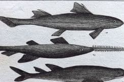 29th April 2022. Buffon & Cuvier Fish Prints