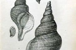 29th April 2023. Forbes Shell Prints