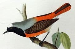 29th April 2023. Morris Bird Prints