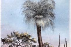 29th April 2024. Daubeny Botanical/Tree Prints