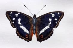 29th March 2026. Morris Butterfly Prints