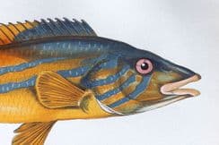 29th November 2024. Couch Fish Prints