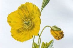 29th November 2024. Hulme Wild Flowers