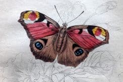 29th November 2024. Jardine Butterflies & Moths