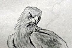 29th October 2022. Jemima Blackburn Birds of Moidart