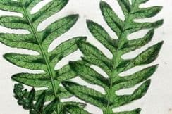 29th October 2022. Johnson Fern Prints