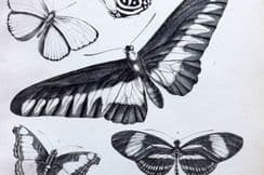 29th September 2023. Richardson Natural History