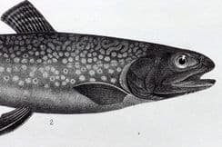 2nd August 2023. Francis Day Fish Prints