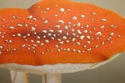 2nd December 2023. Cooke Mushroom Prints