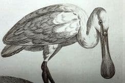 2nd December 2023. Pennant Bird Prints