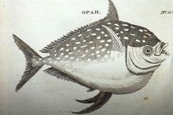 2nd December 2023. Pennant Fish Prints