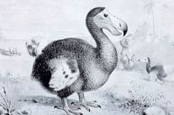2nd June 2023. Hutchinson Extinct Monsters