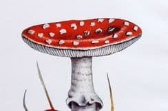 2nd June 2023. MAFF Mushroom Prints