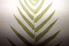 2nd November 2022. Lowe Fern Prints